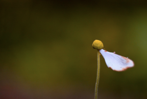 Advice Column: Feeling alone. Image found on Flickr.com